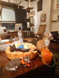 11月より開催場所が月に１回、保護猫喫茶 要・にゃんこ亭さんに変更となります✨