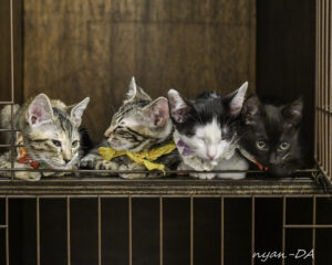 写真家nyan-DA📷要にゃんこ亭の猫さんたちを撮影する✨